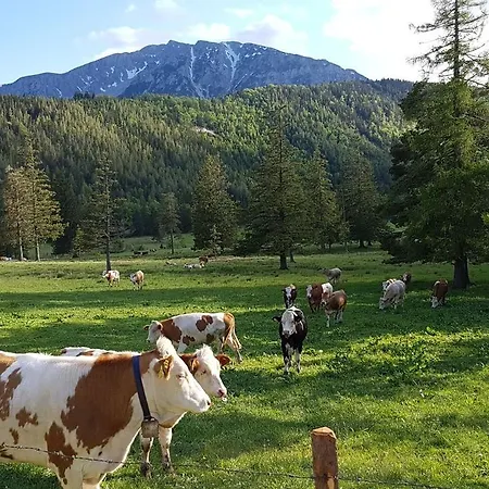 Mamauwiese
